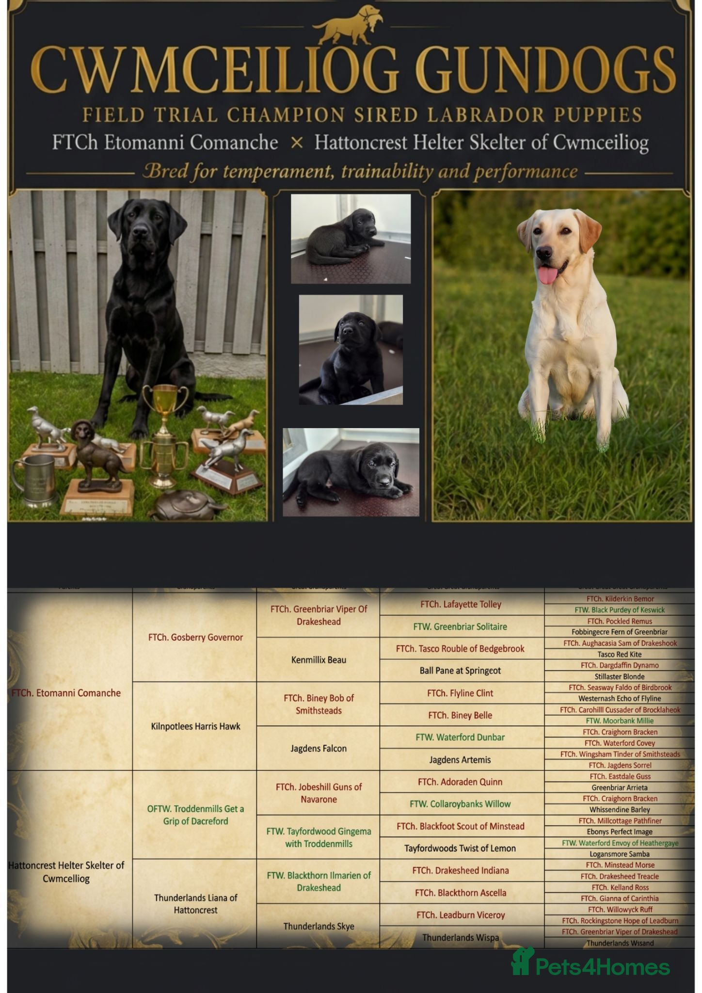 Labrador Retriever dogs Field Trial Champion Sired Labrador Puppies - Advert 1