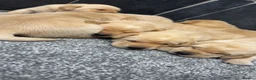 Labrador Retriever dogs for sale: Beautiful chunky Labrador pups  in Doncaster - Advert 13