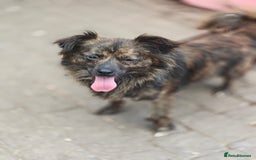 Mixed Breed dogs for adoption: 💖🐶 TWIGGY 🐶💖 - Image 8