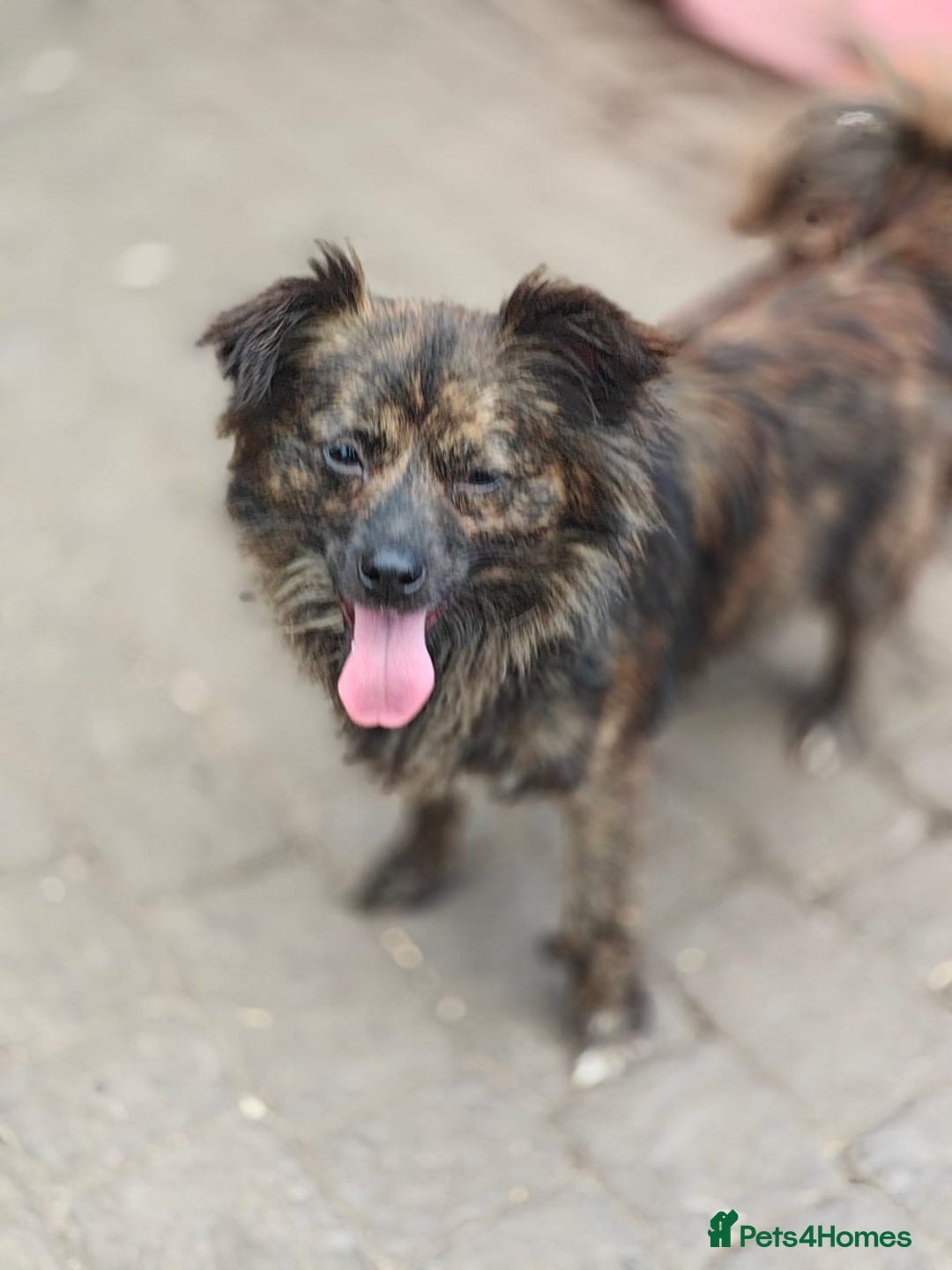 Mixed Breed dogs for adoption: 💖🐶 TWIGGY 🐶💖 - Image 8