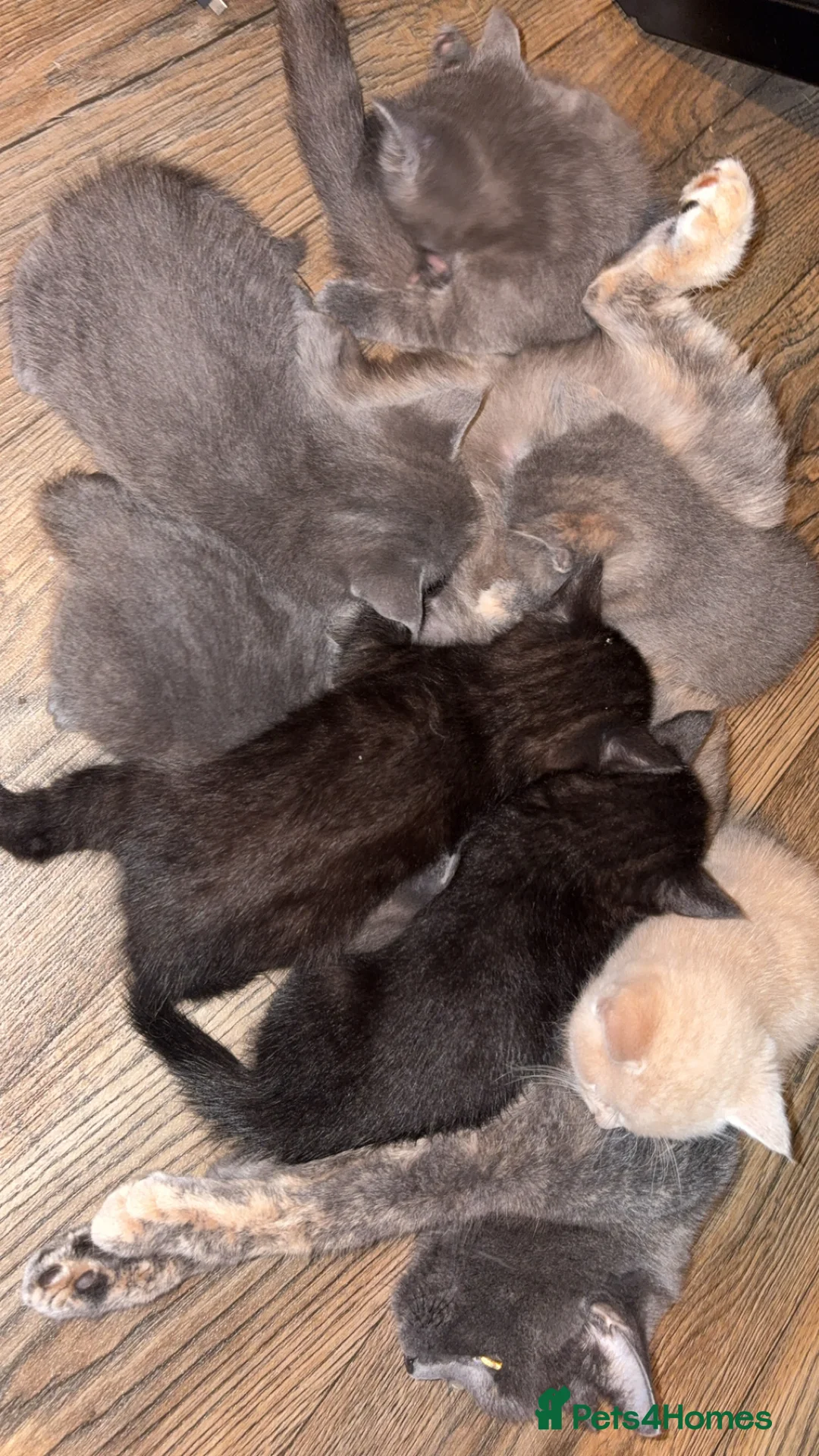 Domestic Shorthair cats for sale: Adorable kittens - Advert 2