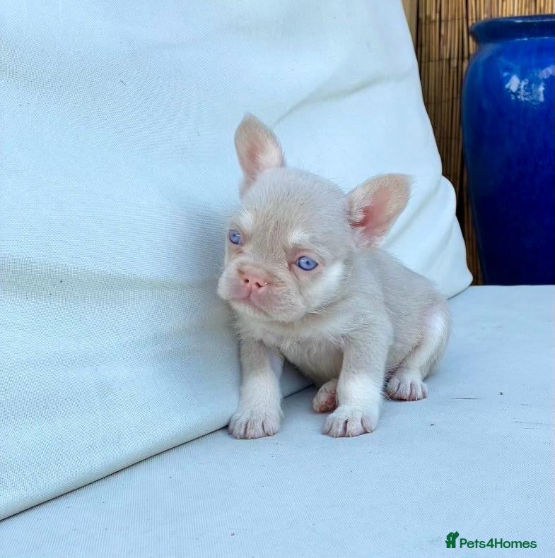 French Bulldog dogs The most beautiful & quality Pink and tan MALE - Advert 11
