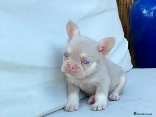 French Bulldog dogs The most beautiful & quality Pink and tan MALE - Advert 1