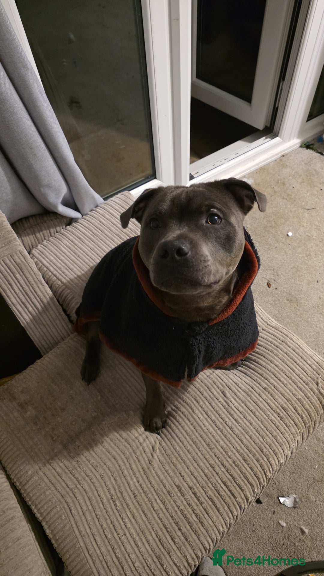 Staffordshire Bull Terrier dogs for sale: 9 month old blue staffy  - Image 6