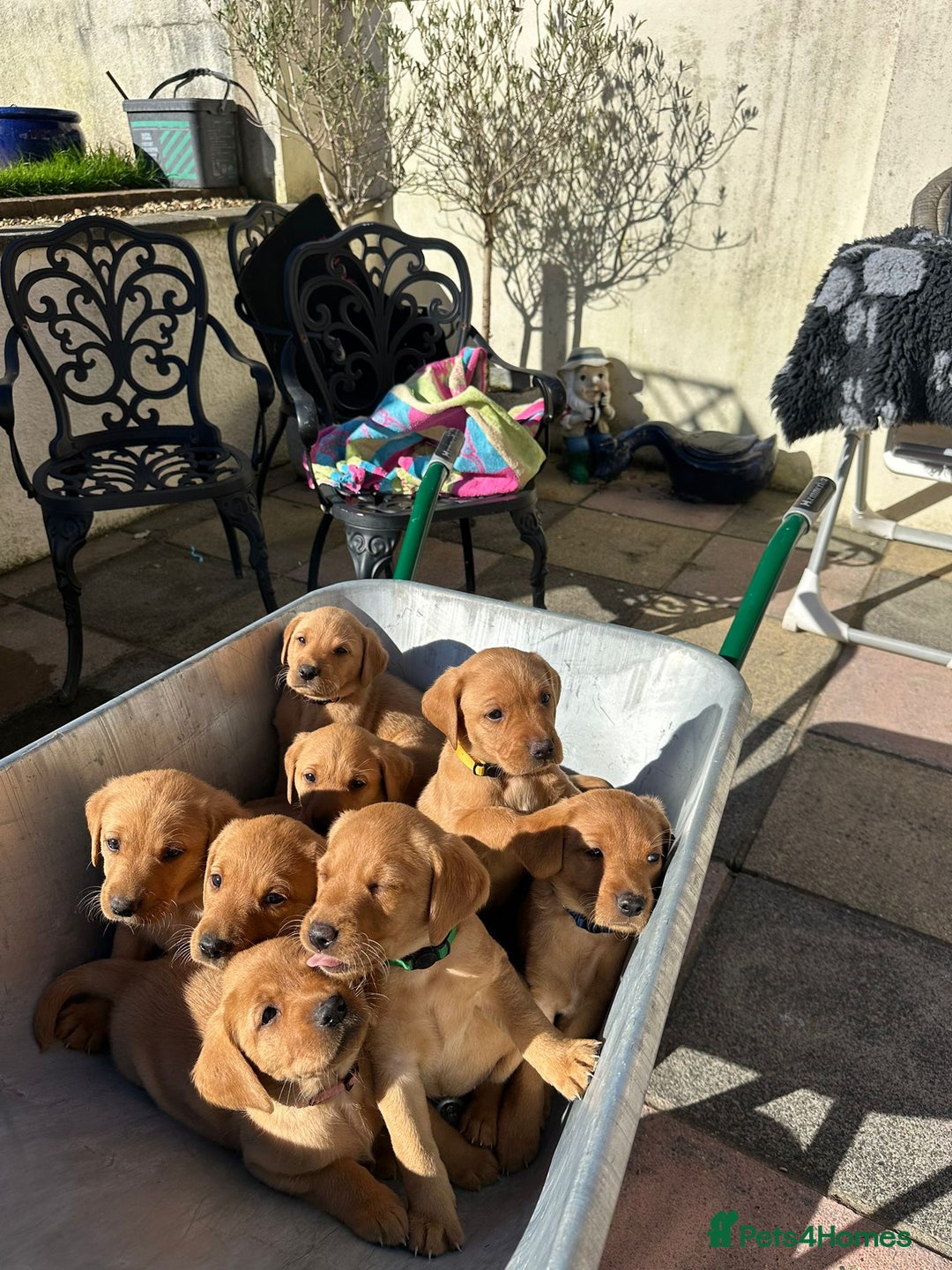 Labrador Retriever dogs for sale: Stunning fox red labrador puppies for sale - Image 1