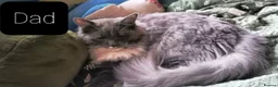 Maine Coon cats for sale: Maincoon ×Ragdoll (Ragcoon)  now available.  - Advert 12