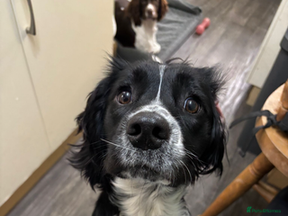 English Springer Spaniel dogs Rehoming beautiful - Advert 8