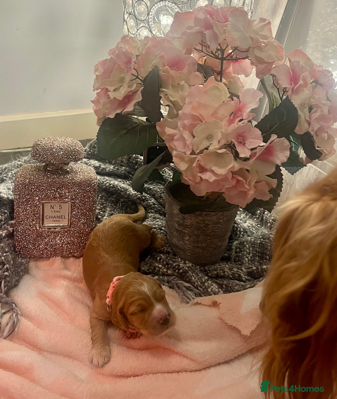 Cocker Spaniel dogs for sale: Pedigree Cocker Spaniel Puppies Fir Sale  - Advert 3