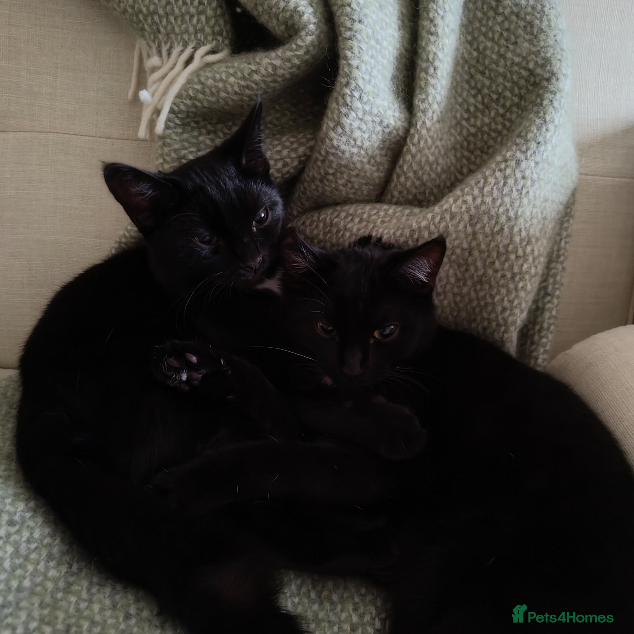 Domestic Shorthair cats Bonded pair of indoor girl cats - together only - Advert 2