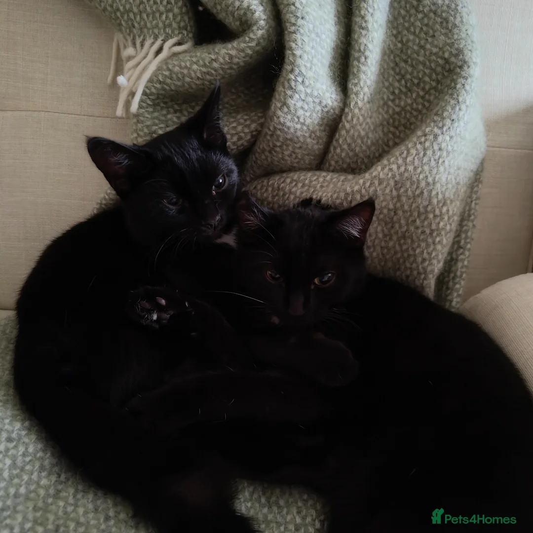 Domestic Shorthair cats for sale: Bonded pair of indoor girl cats - together only - Advert 2