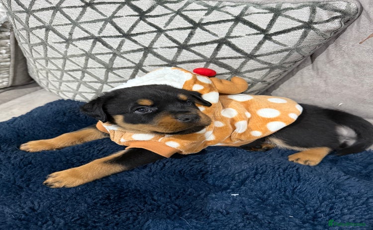 Rottweiler dogs Beautiful chunky Rottweiler puppy’s  - Advert 3