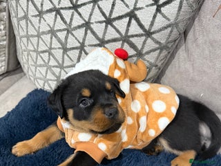 Rottweiler dogs Beautiful chunky Rottweiler puppy’s - Advert 9