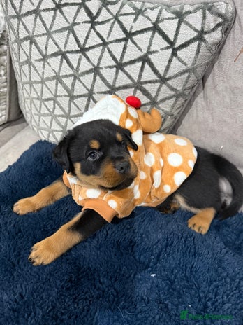 Rottweiler dogs Beautiful chunky Rottweiler puppy’s - Advert 3