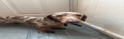 Miniature Dachshund dogs for sale: Male dog  - Advert 1