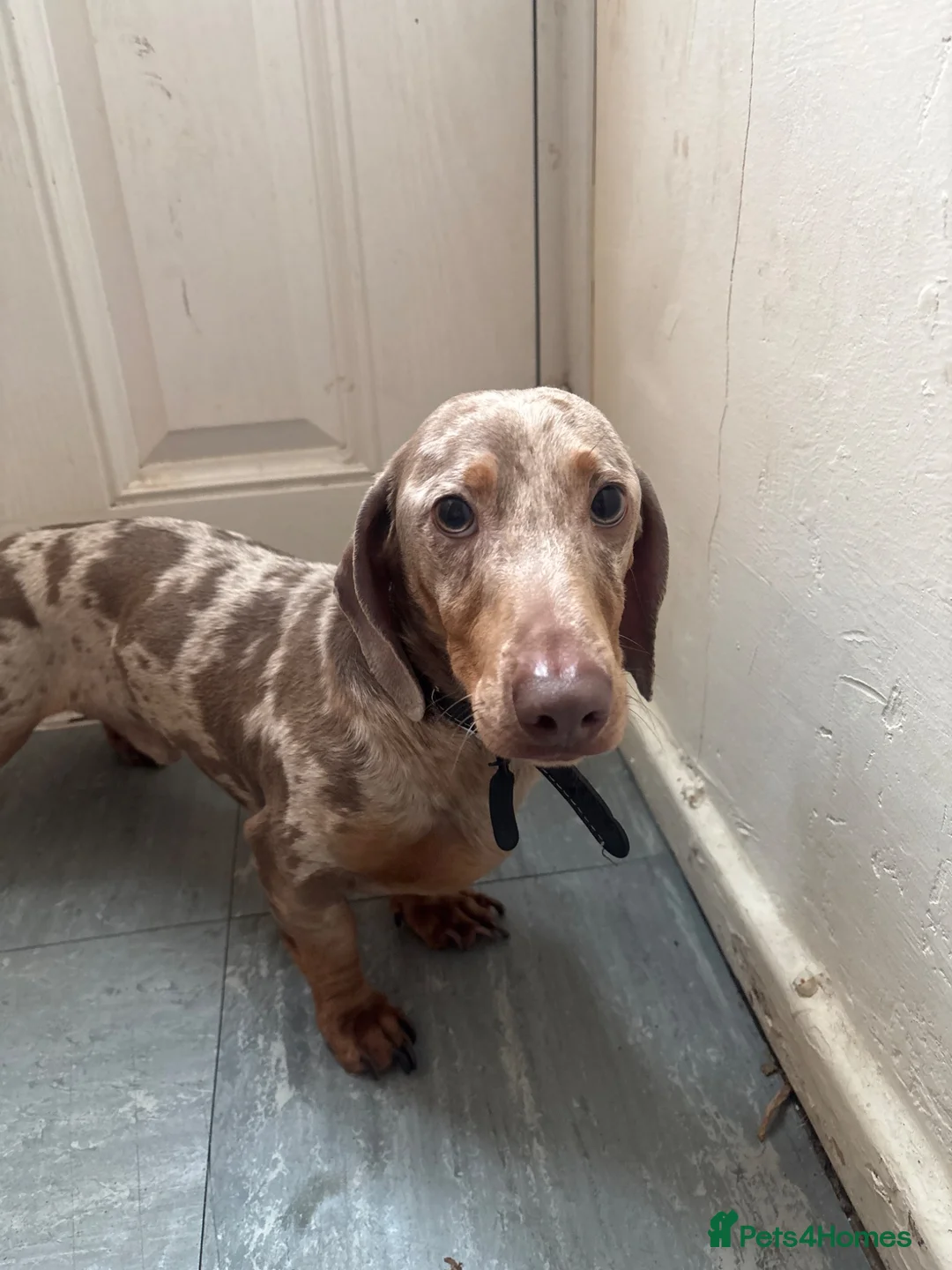 Miniature Dachshund dogs for sale: Male dog  - Advert 1