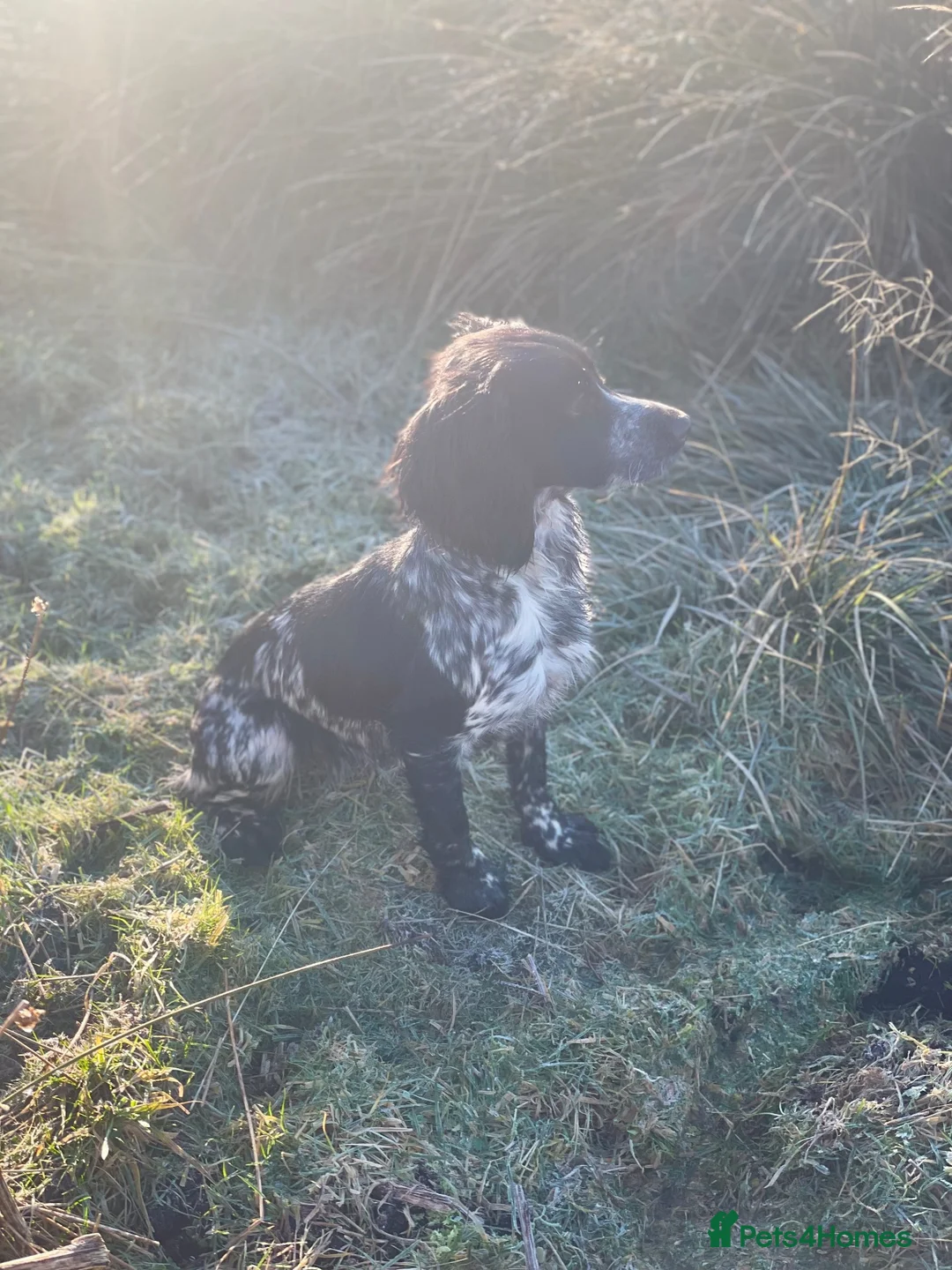 Cocker Spaniel dogs for sale: WORKING COCKER SPANIEL PUPS - KC REG in Houghton le Spring - Advert 2