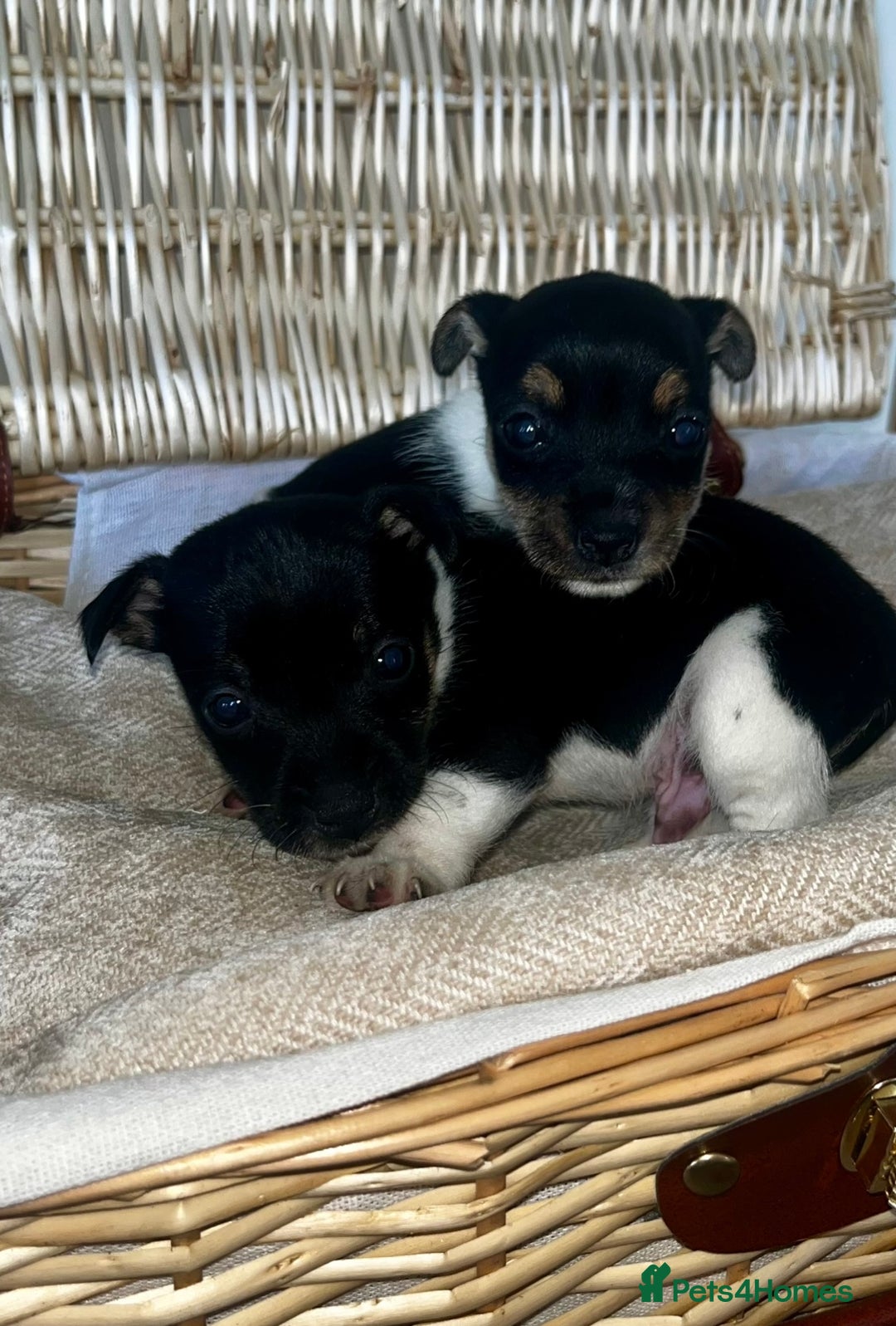 Jack Russell dogs for sale: Miniature Jackrussle  - Image 6