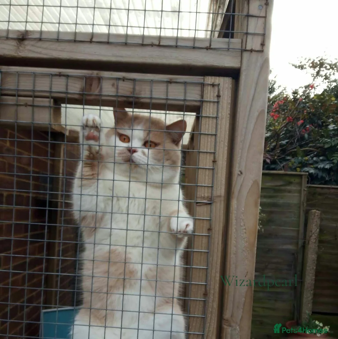 British Shorthair cats for stud: GCCF/TICA proven cream and white bicolour stud  in London - Advert 5