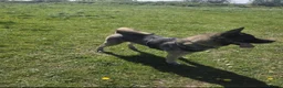 Akita dogs for sale: Milo 2yr old Akita  in Leicester - Advert 4