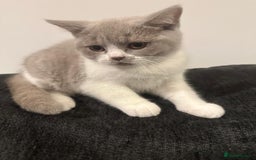 British Shorthair cats for sale: Adorable baby cats - Advert 14