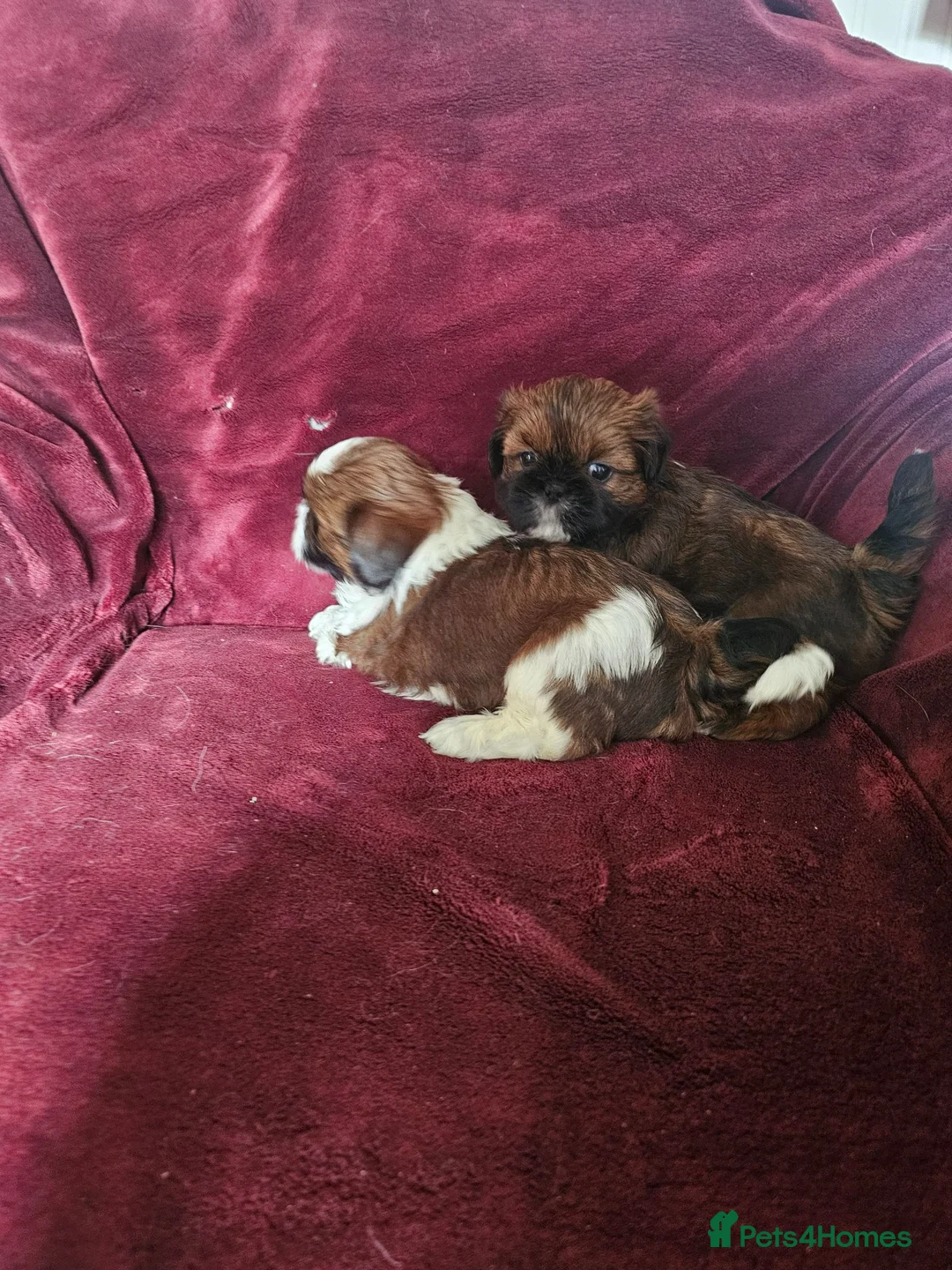 Shih Tzu dogs for sale: Royal Kennel Club registered standard shih tzu pup - Advert 10