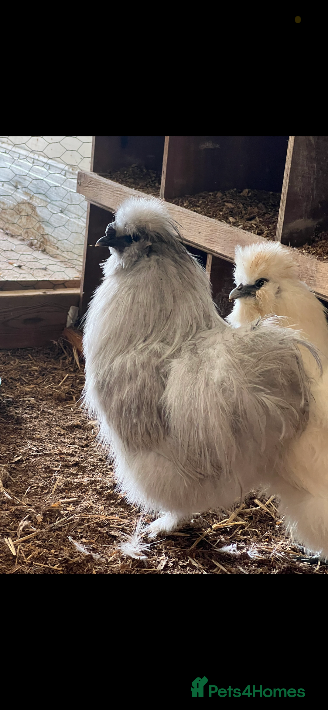 Chickens poultry for sale: Unhatched pure bred silky chicken eggs  - Advert 3