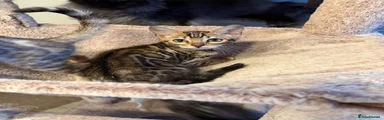 Bengal 1