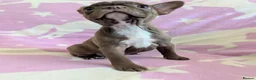 Boston Terrier dogs for sale: KC Registered Boston Terrier pups  - Advert 20