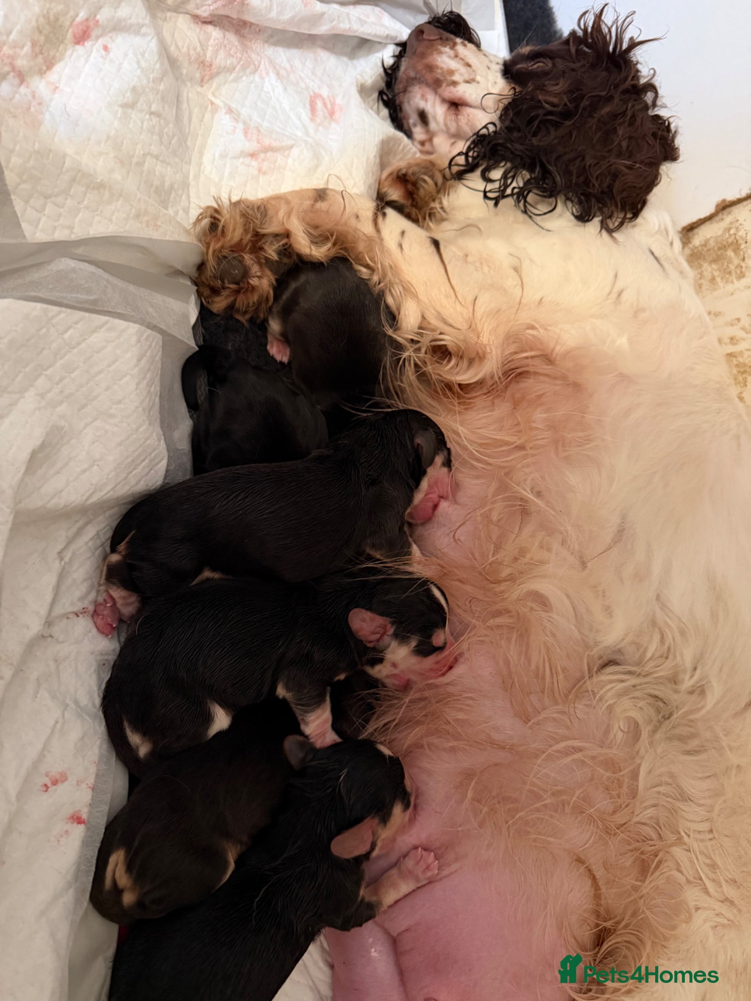 Cocker Spaniel dogs Beautiful cocker spaniel babies  - Advert 1