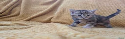 Mixed Breed cats for sale: Beautiful orange, grey and tabby kittens  - Advert 6