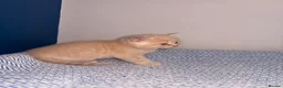British Shorthair cats for sale: GCCF REGISTERED BRITISH SHORTHAIRS  - Advert 15