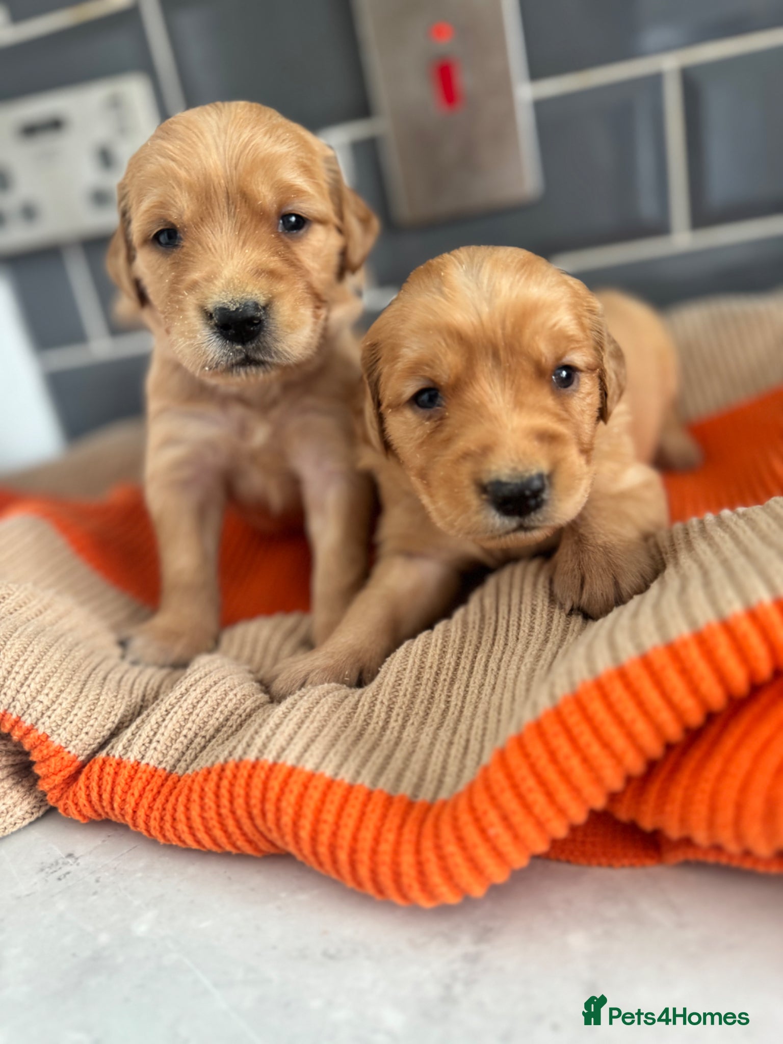 Golden Retriever dogs 8 exceptional Golden Retriever  - Advert 2