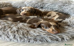 Dachshund dogs for sale: Dachshund puppies  - Image 7