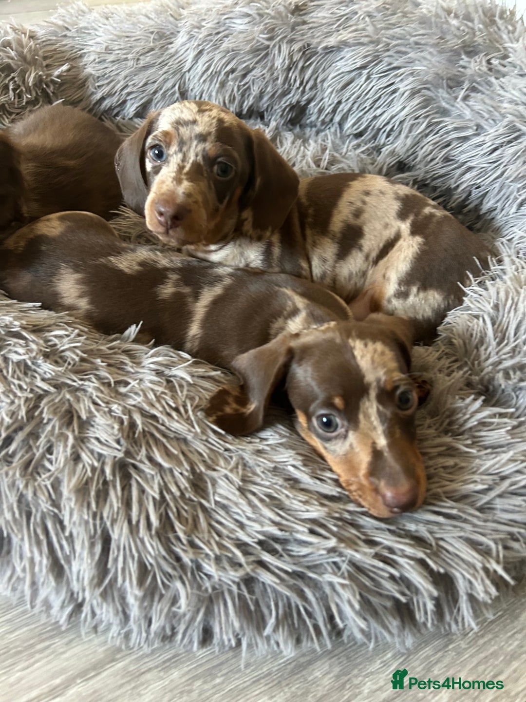 Dachshund dogs for sale: Dachshund puppies  - Image 7