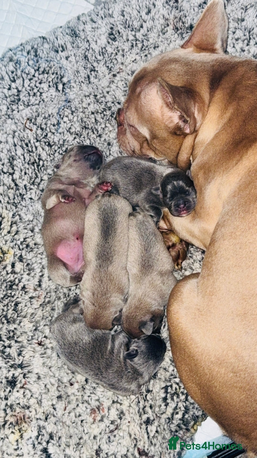 French Bulldog dogs for sale: French Bulldog Pups - Blue & New Shade Isabella 🐾 - Advert 8