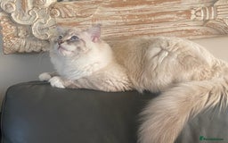 Ragdoll cats for sale: Blue Lynx TICA boy  - Image 19
