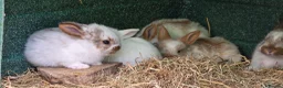Mixed Breed rabbits for sale: Beautiful little of mixed giants  - Advert 2