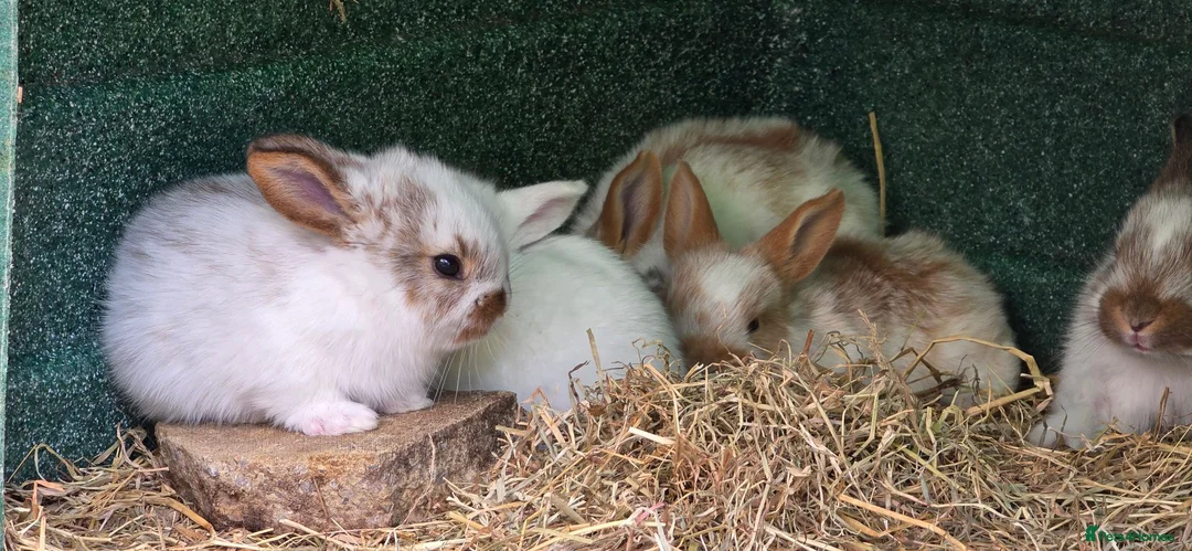 Mixed Breed rabbits for sale: Beautiful little of mixed giants  - Advert 2
