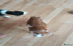 Domestic Shorthair cats for sale: 3 Loving Kittens Ready for Their New Home  - Image 4