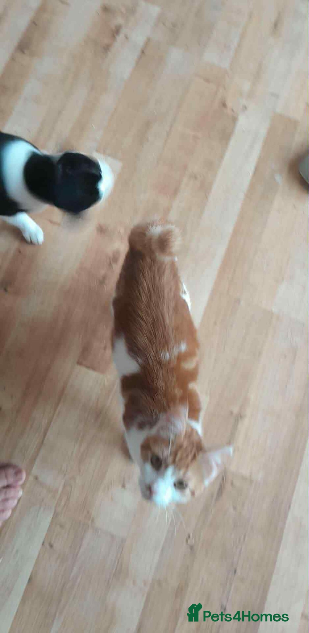 Domestic Shorthair cats for sale: 3 Loving Kittens Ready for Their New Home  - Image 4