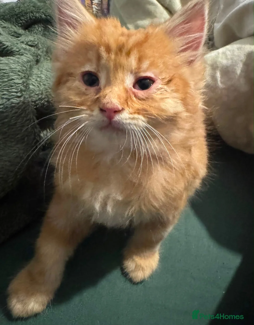 Mixed Breed cats for sale: Ginger long hair kitten - Advert 2