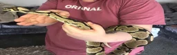 Python Snake reptiles for sale: Female ball python with everything included  - Advert 8