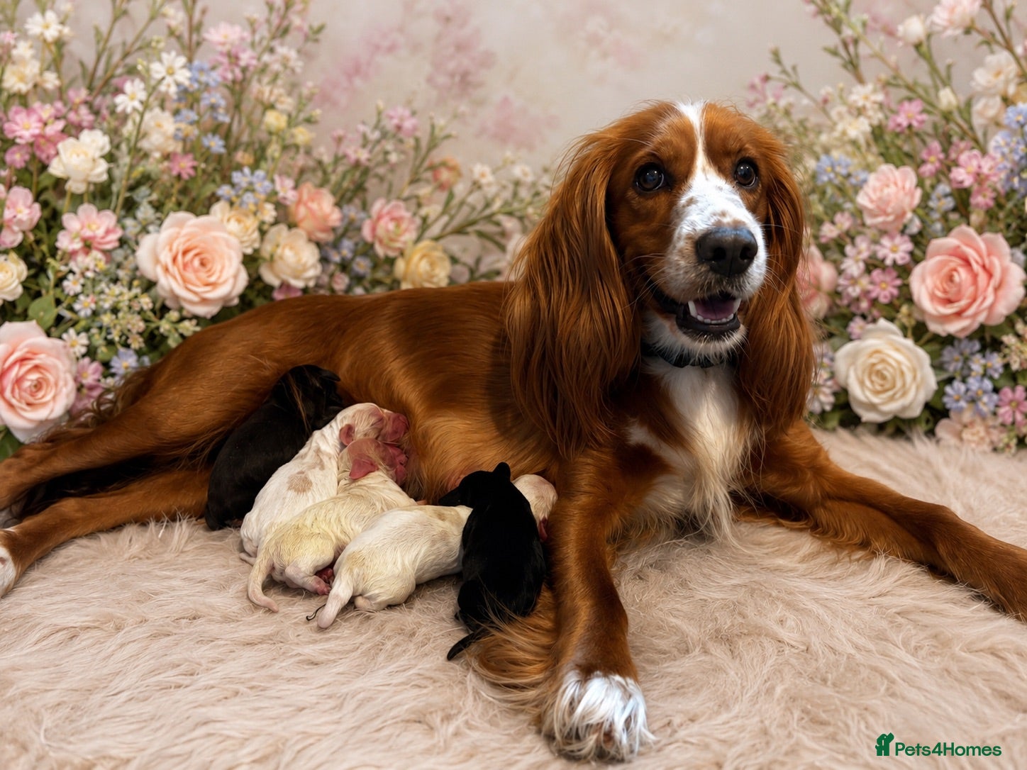 Cocker Spaniel dogs Stunning Working Cocker Spaniels  - Advert 1