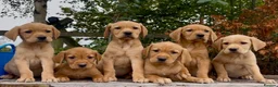 Golden Retriever dogs for sale: Golden Retriever x Wire Haired Hungarian Vizsla  in Melton Mowbray - Advert 3