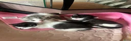Mixed Breed cats for sale: Kittens for sale what black grey mixed Bradford  in Bradford - Advert 9