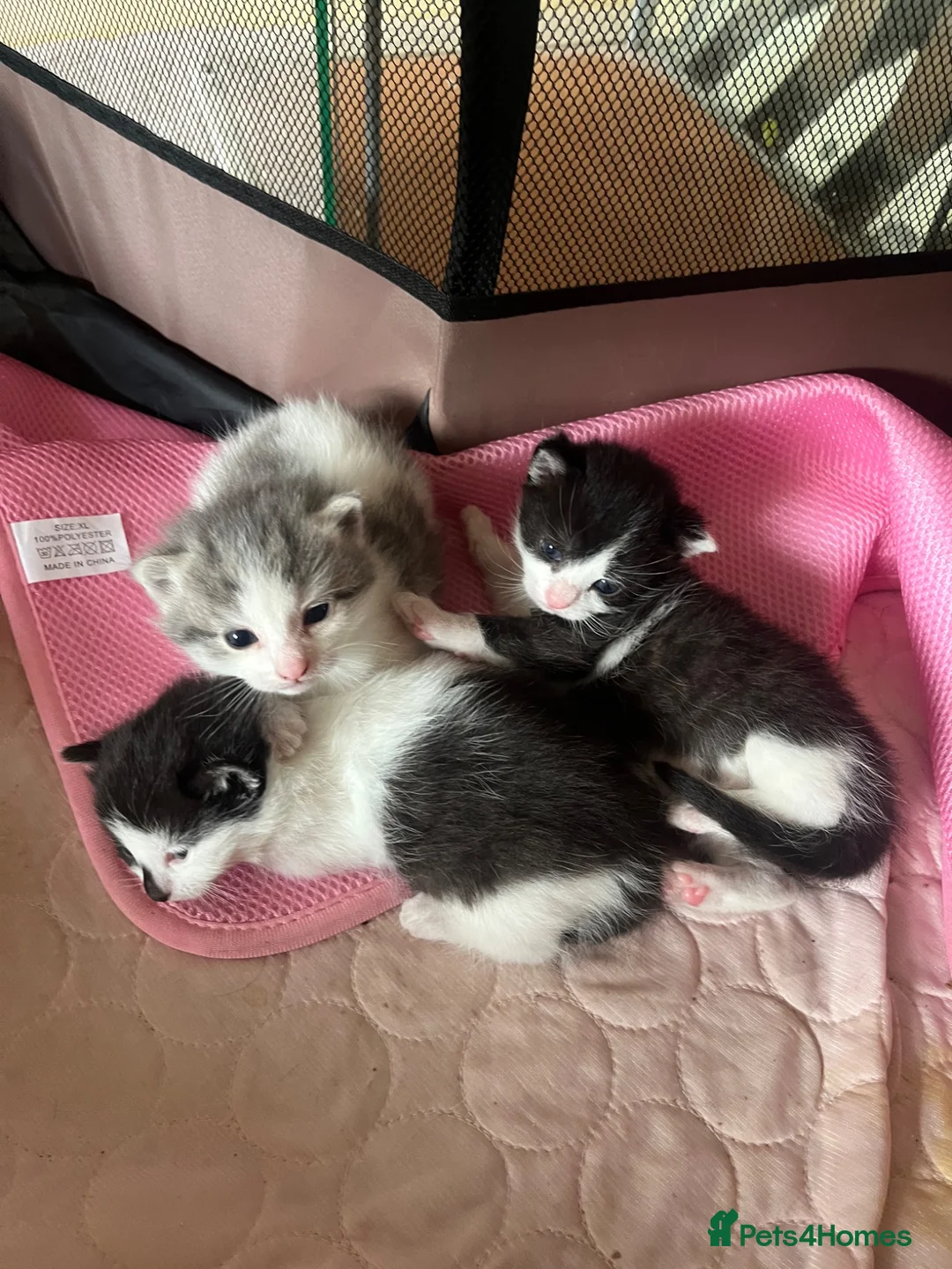 Mixed Breed cats for sale: Kittens for sale what black grey mixed Bradford  in Bradford - Advert 9