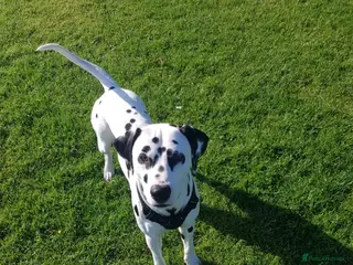 Dalmatian dogs 🔥KC Registered Dalmatian Stud–£400 (Proven) in Bootle - Advert 10