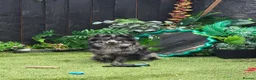 Pomeranian dogs for stud: NEXT GEN BLUE MERLE POM PUPS INCOMING - Advert 4