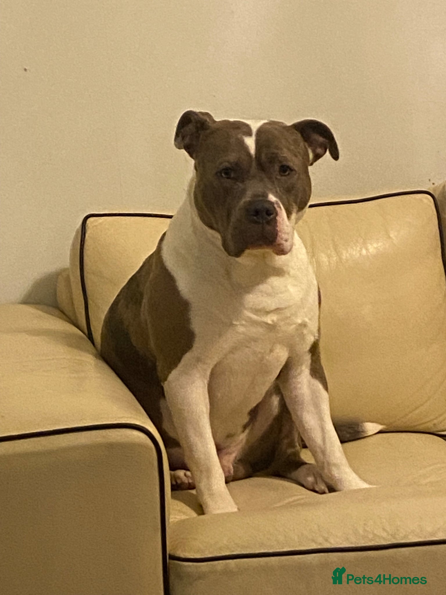 Mixed Breed dogs Buddy needs a new home - Advert 10