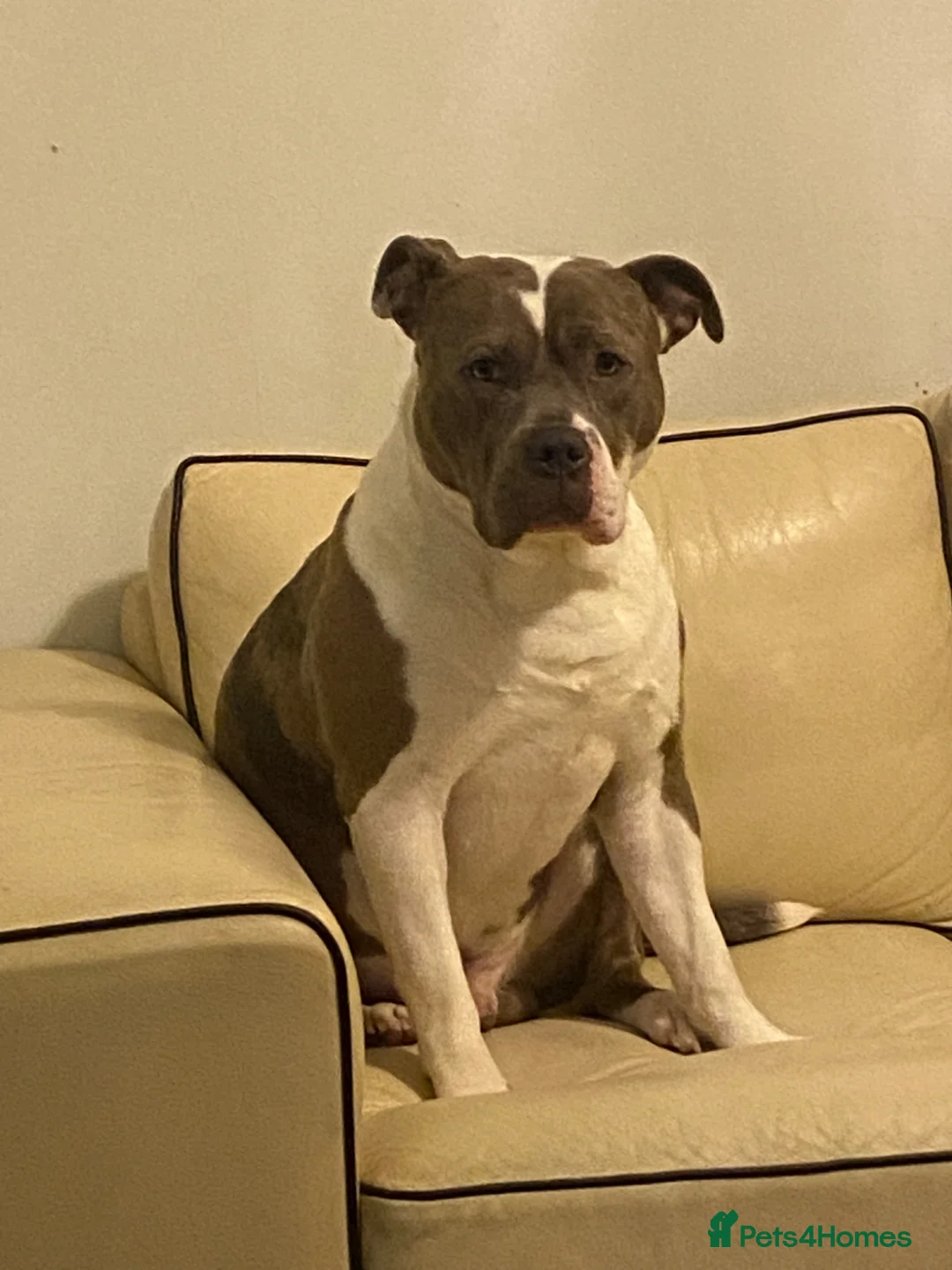 Mixed Breed dogs for sale: Buddy needs a new home - Advert 1